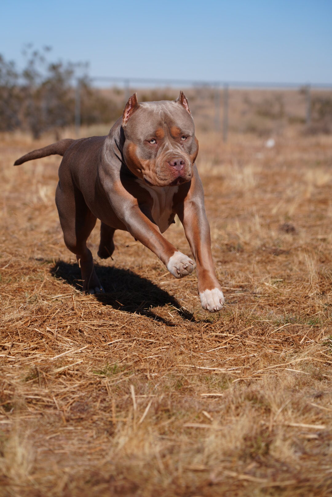 Dog Featured Image
