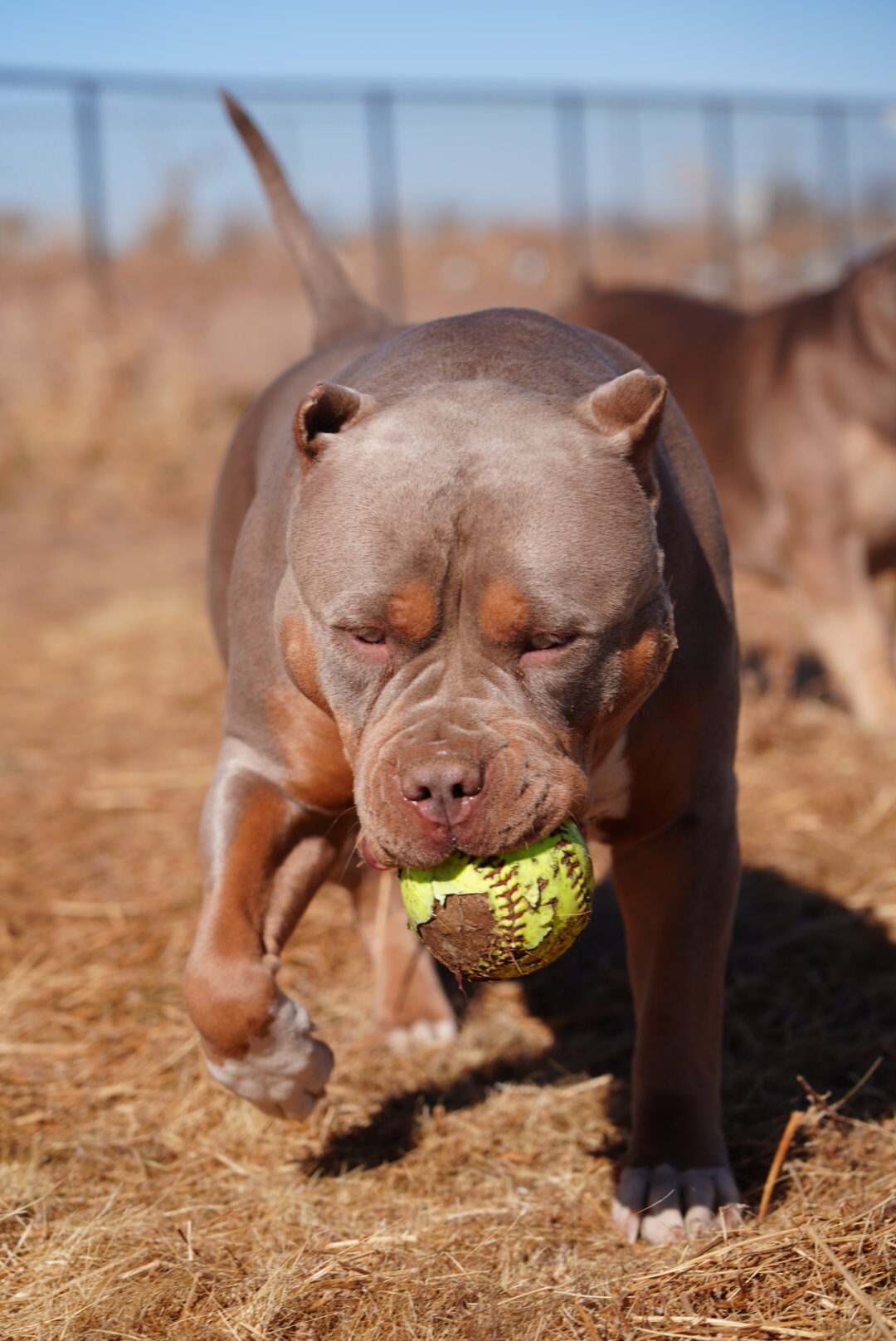 Additional Dog Image