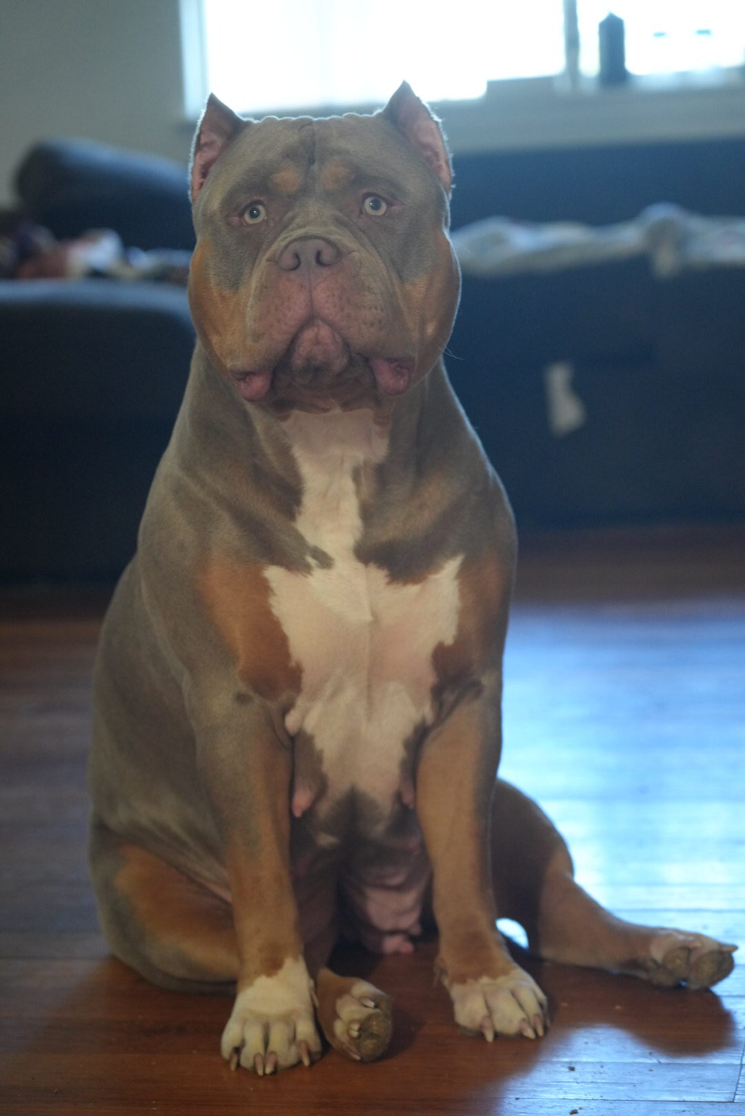 Additional Dog Image