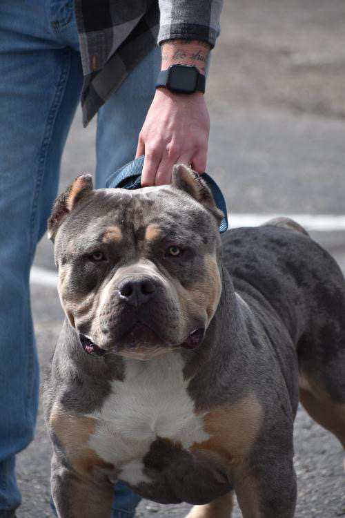 Dog Featured Image
