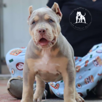 Dog Featured Image