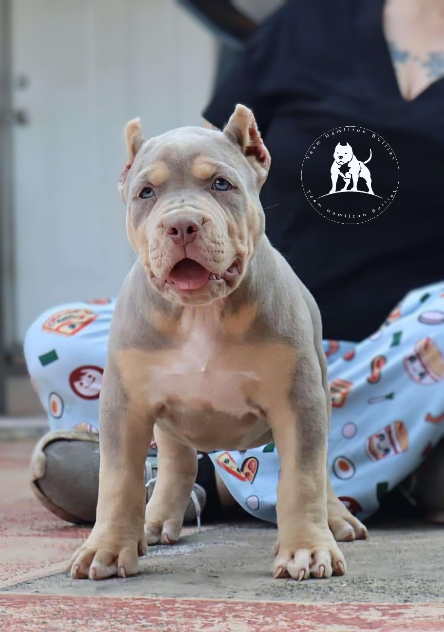 Dog Featured Image