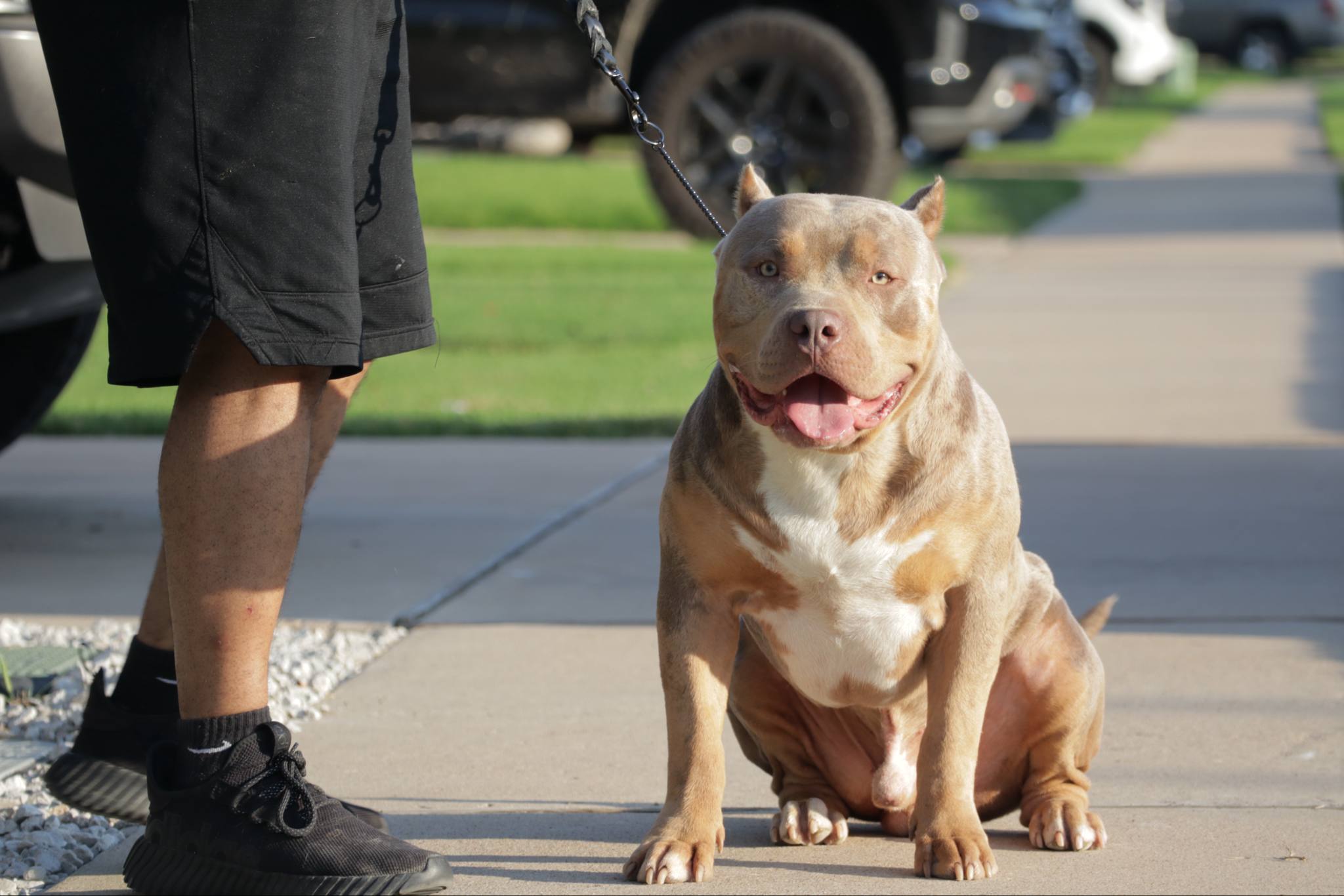 Dog Featured Image