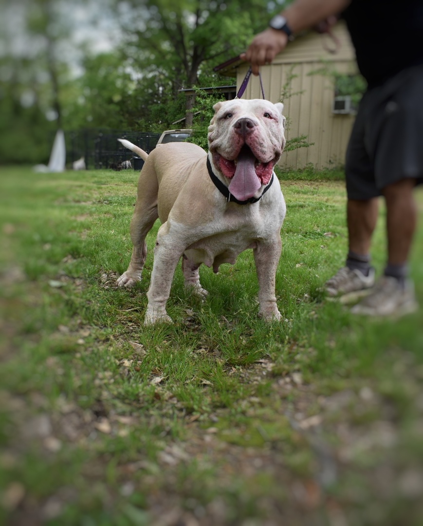 Dog Featured Image
