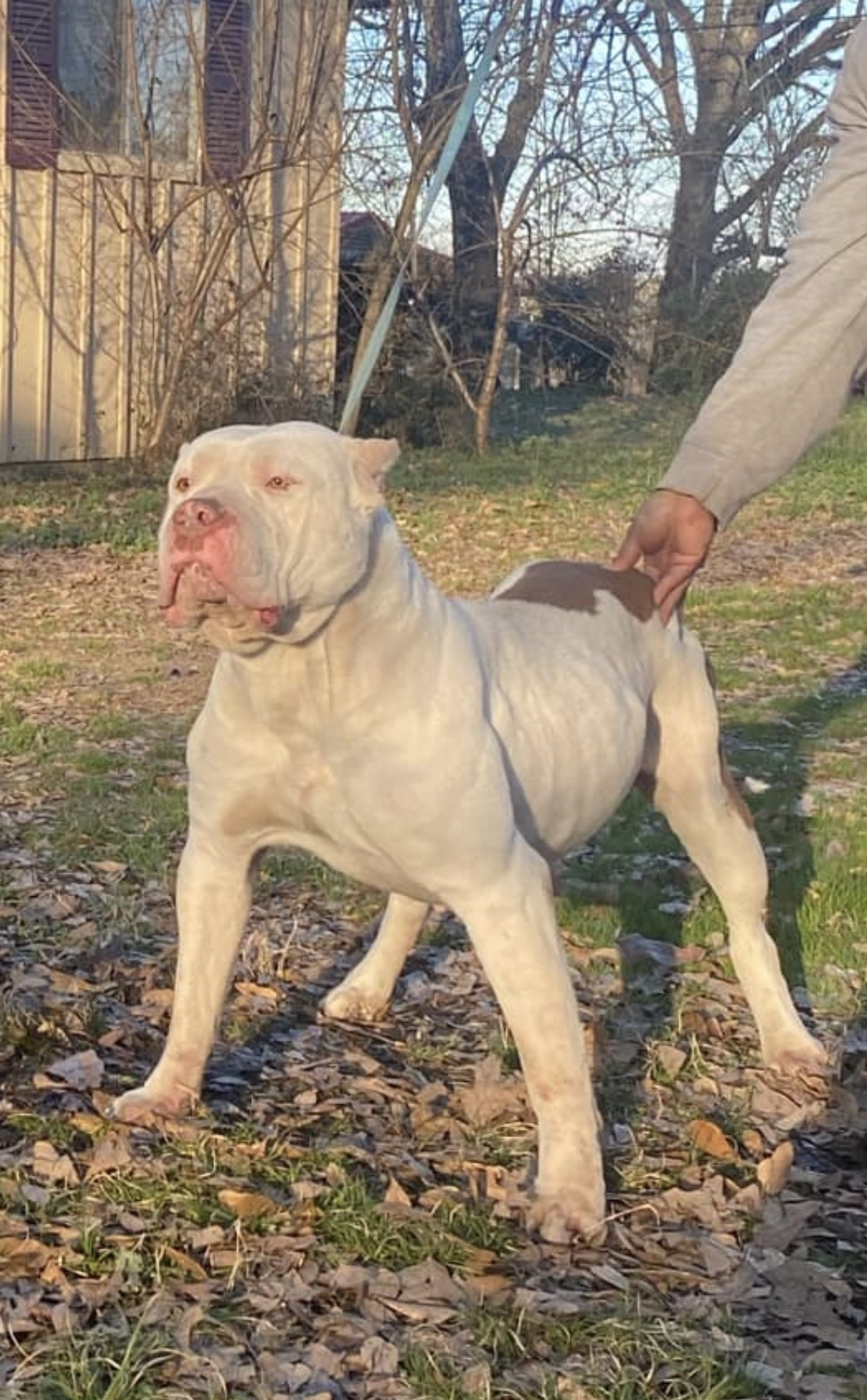 Dog Featured Image