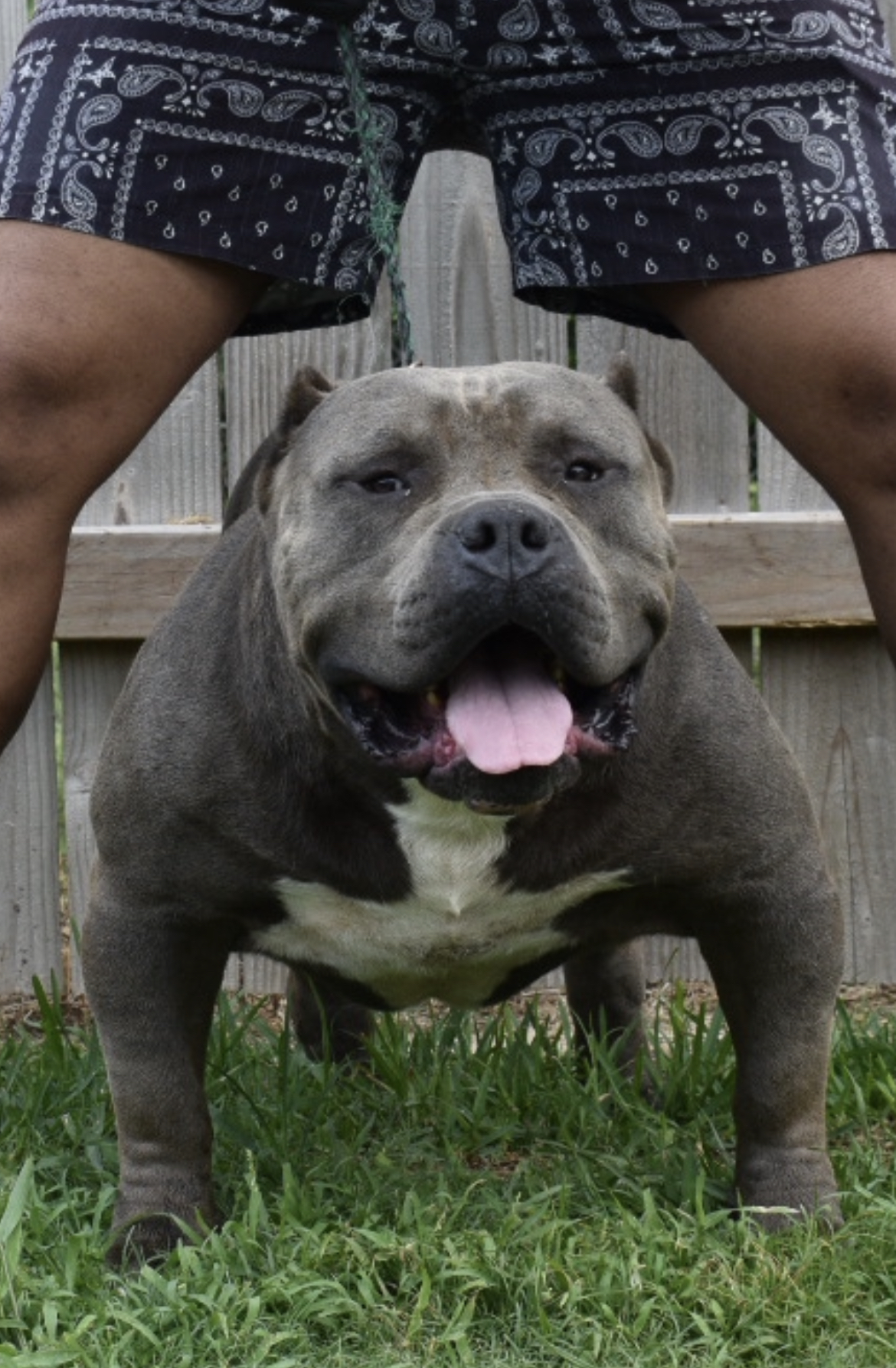 Dog Featured Image