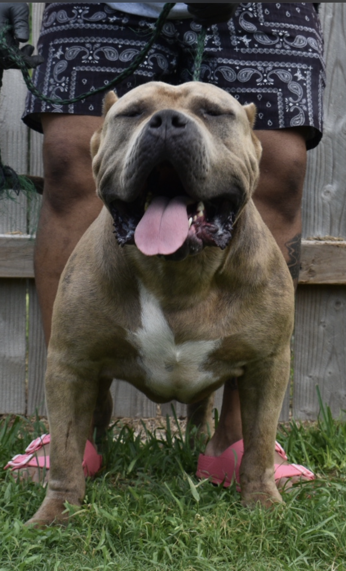 Dog Featured Image
