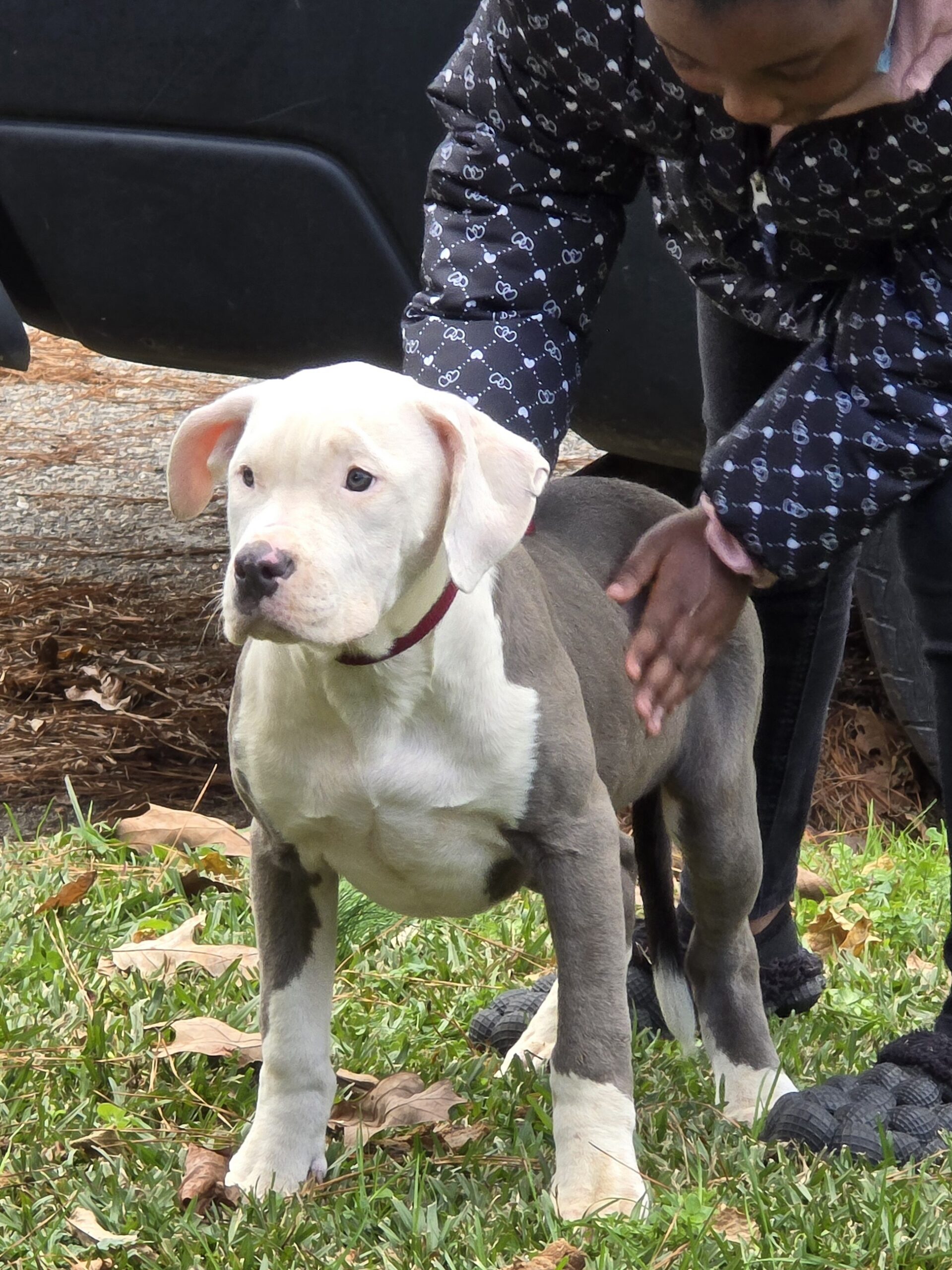 Dog Featured Image