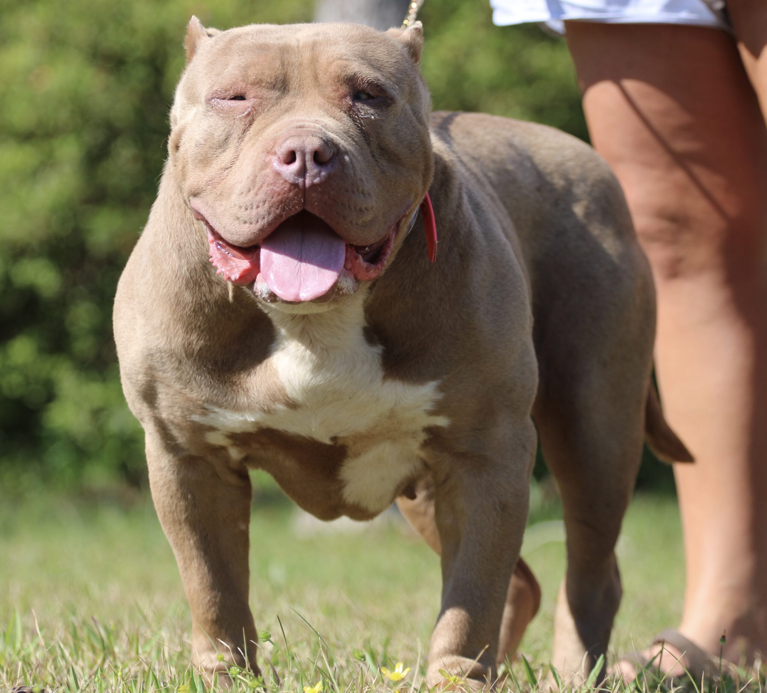 Dog Featured Image