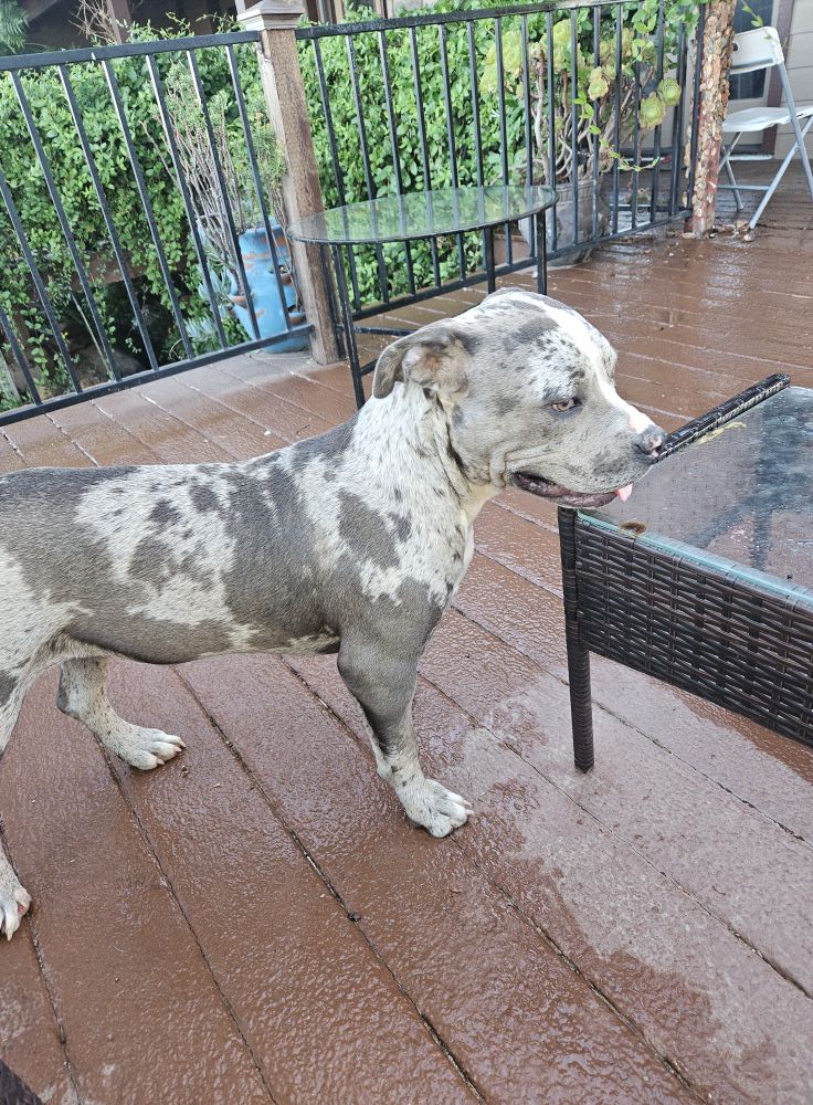 Dog Featured Image