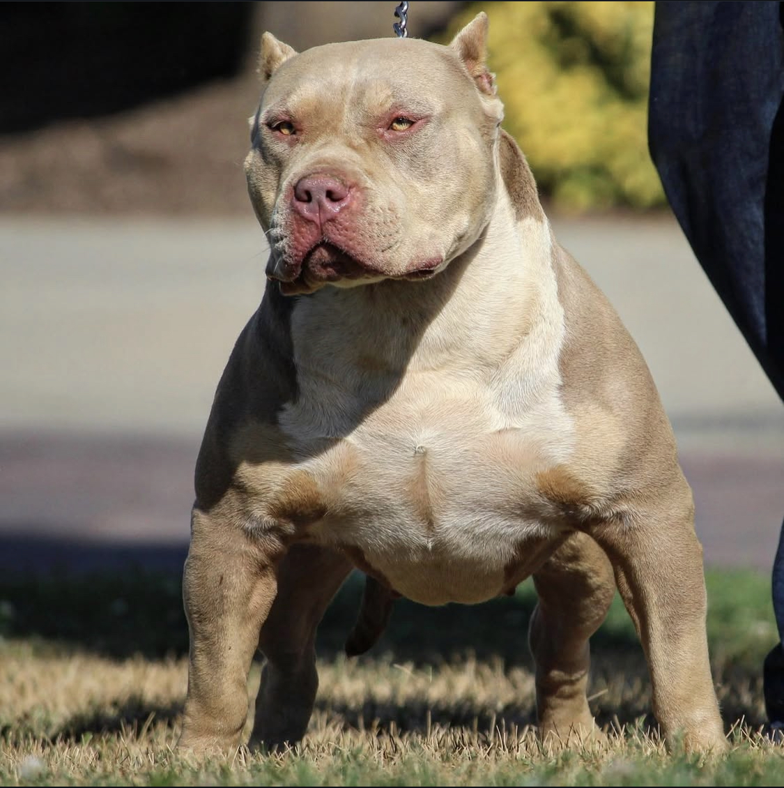Dog Featured Image
