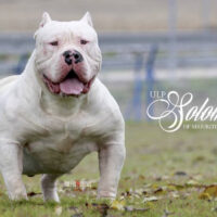 Dog Featured Image