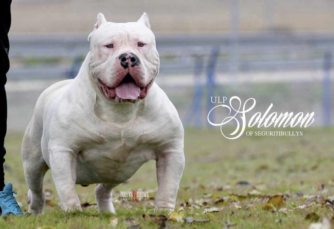 Dog Featured Image