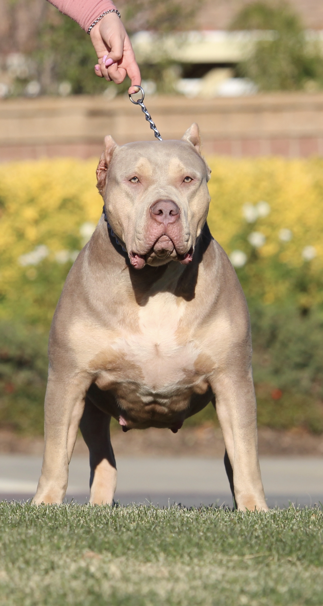 Dog Featured Image