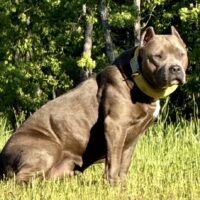 Dog Featured Image