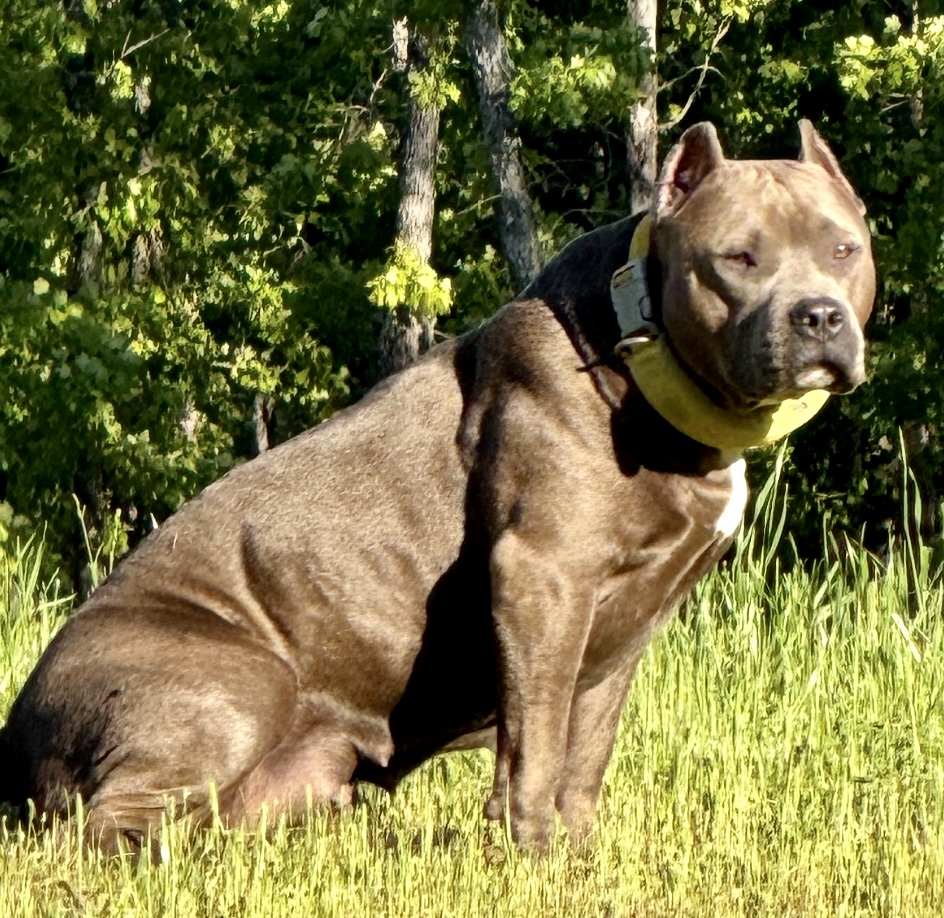 Dog Featured Image