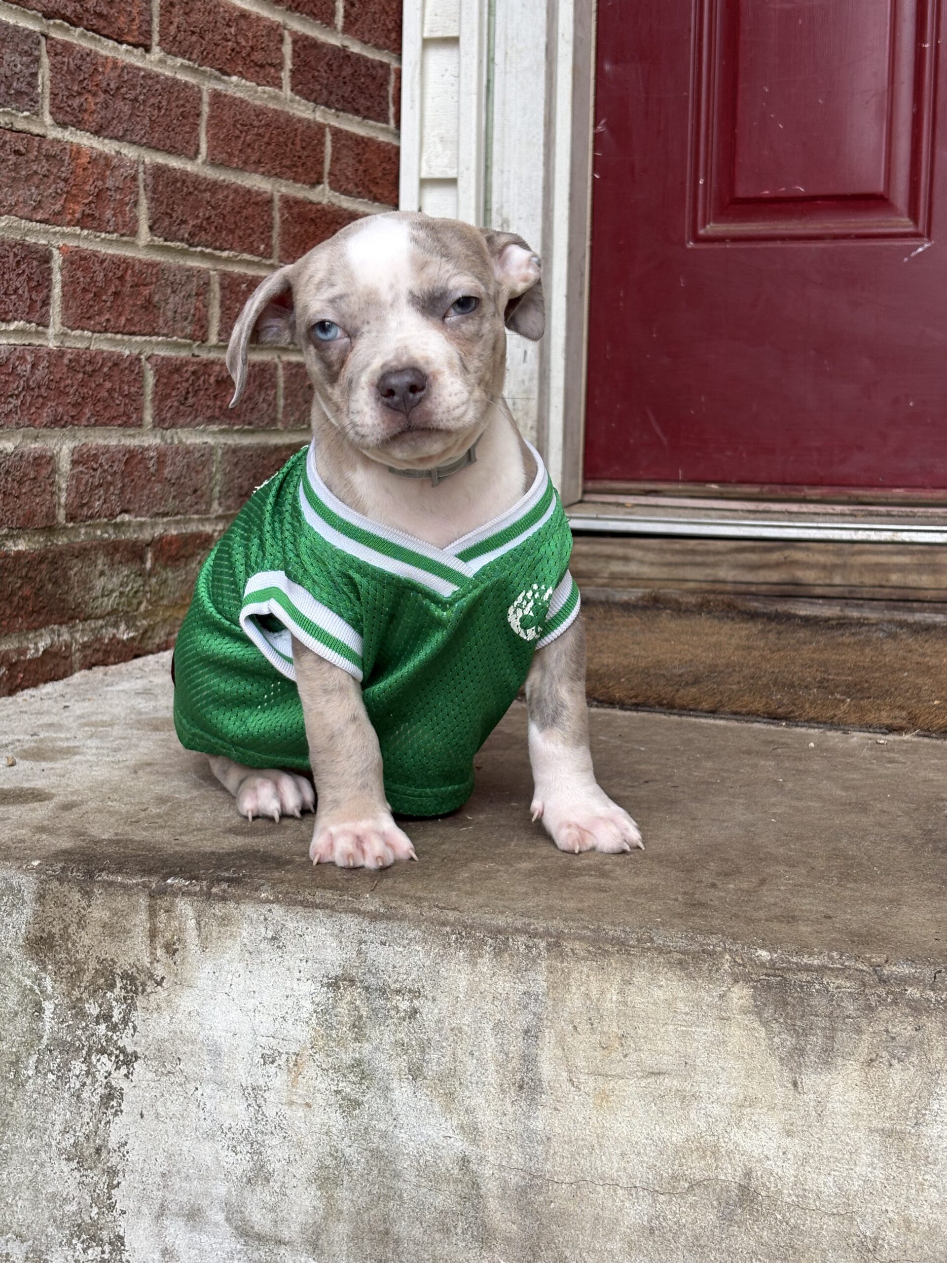Dog Featured Image
