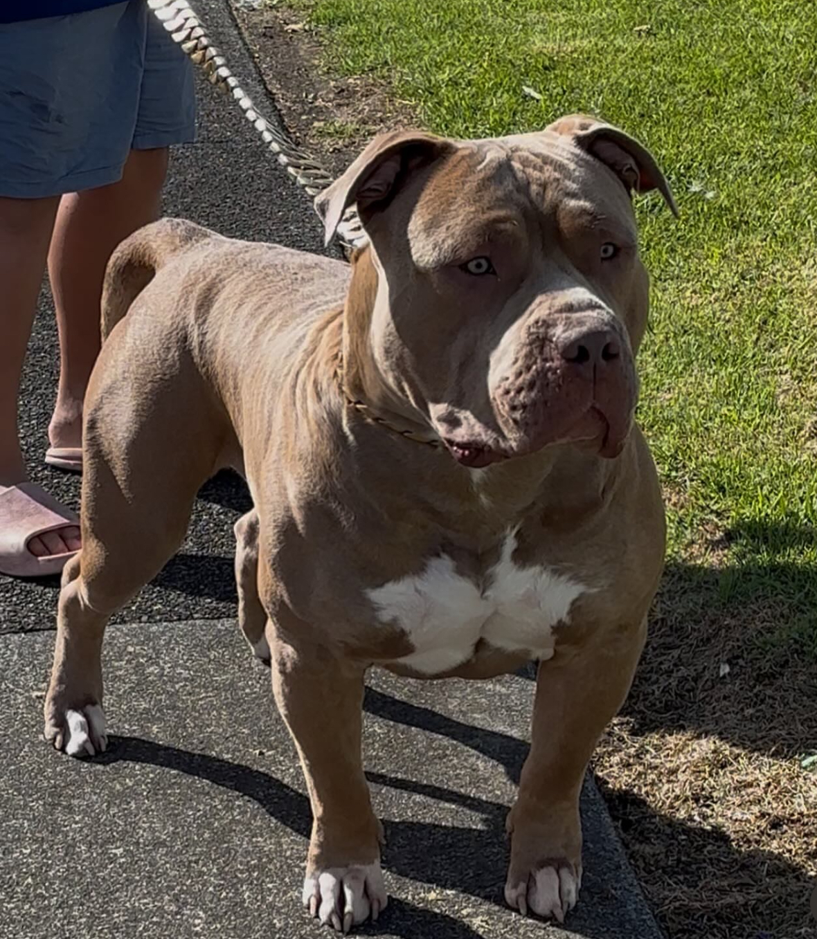 Dog Featured Image