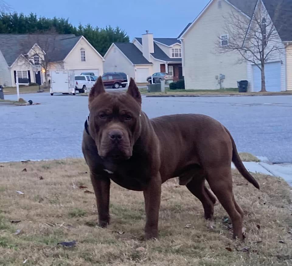 Dog Featured Image