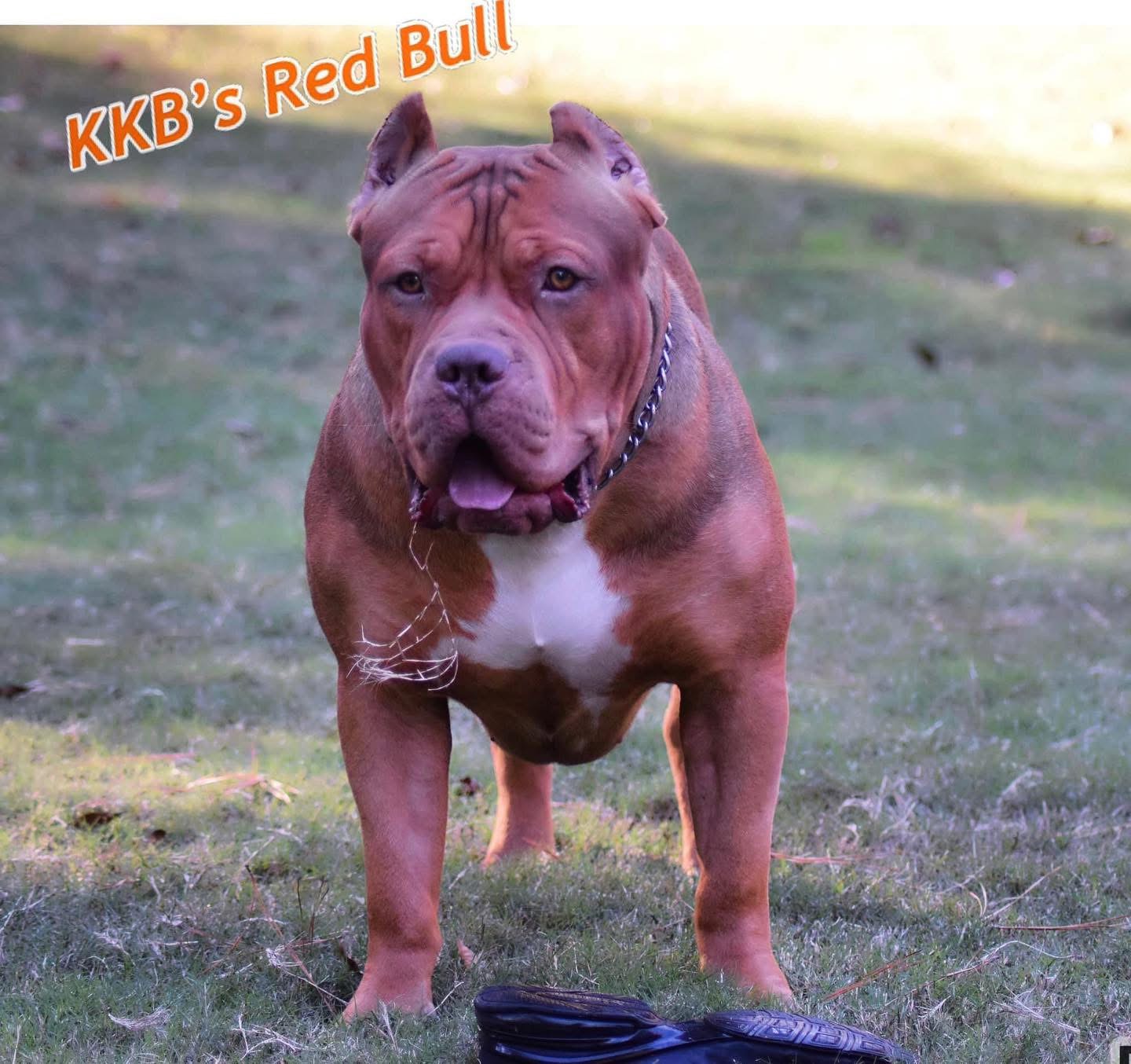 Dog Featured Image