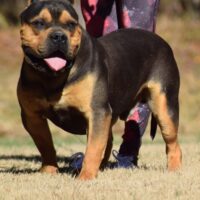 Dog Featured Image