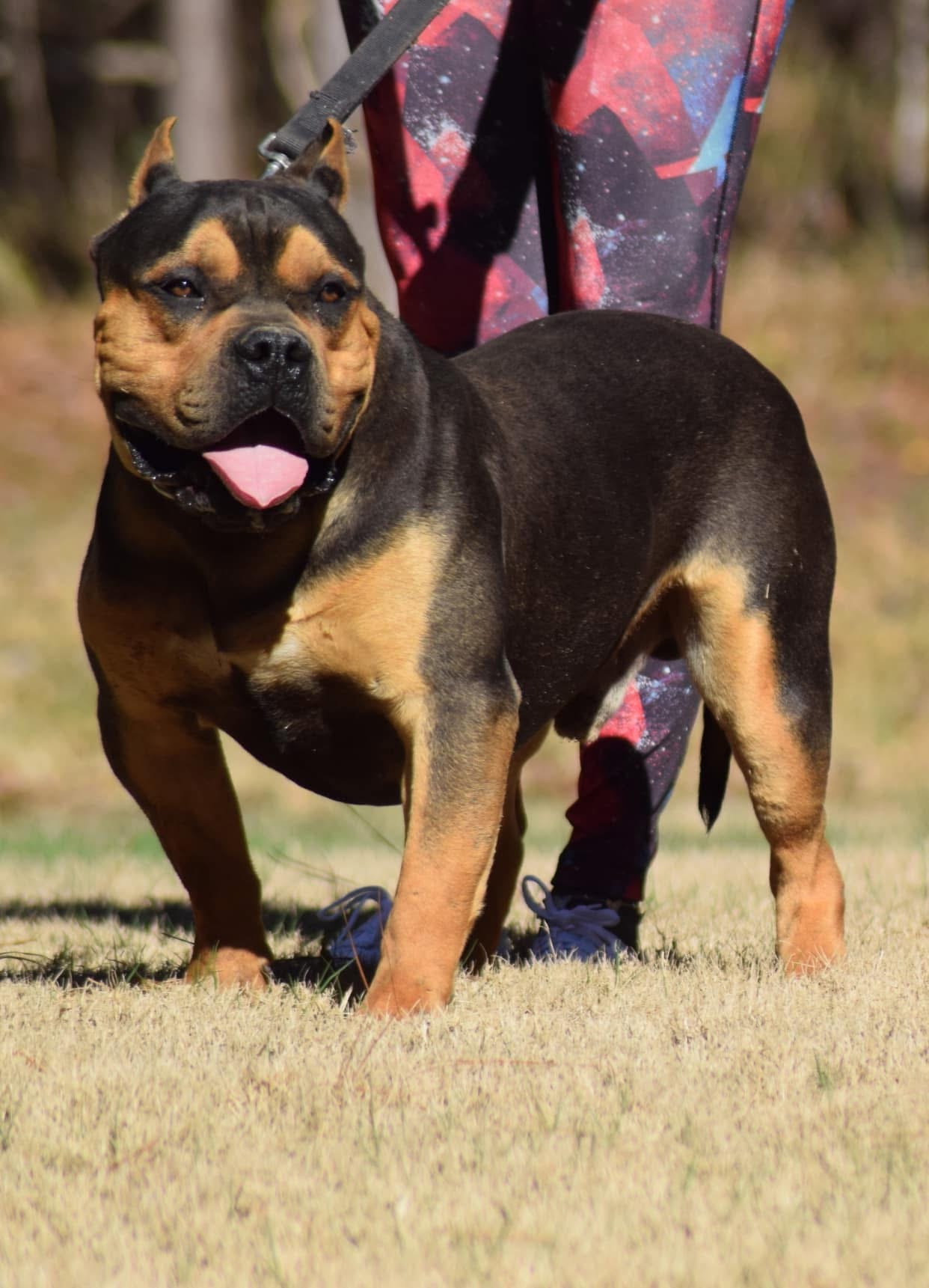 Dog Featured Image