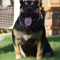Dog Featured Image