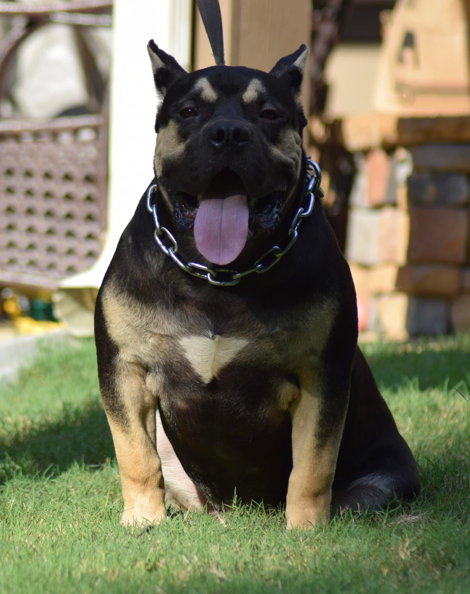 Dog Featured Image