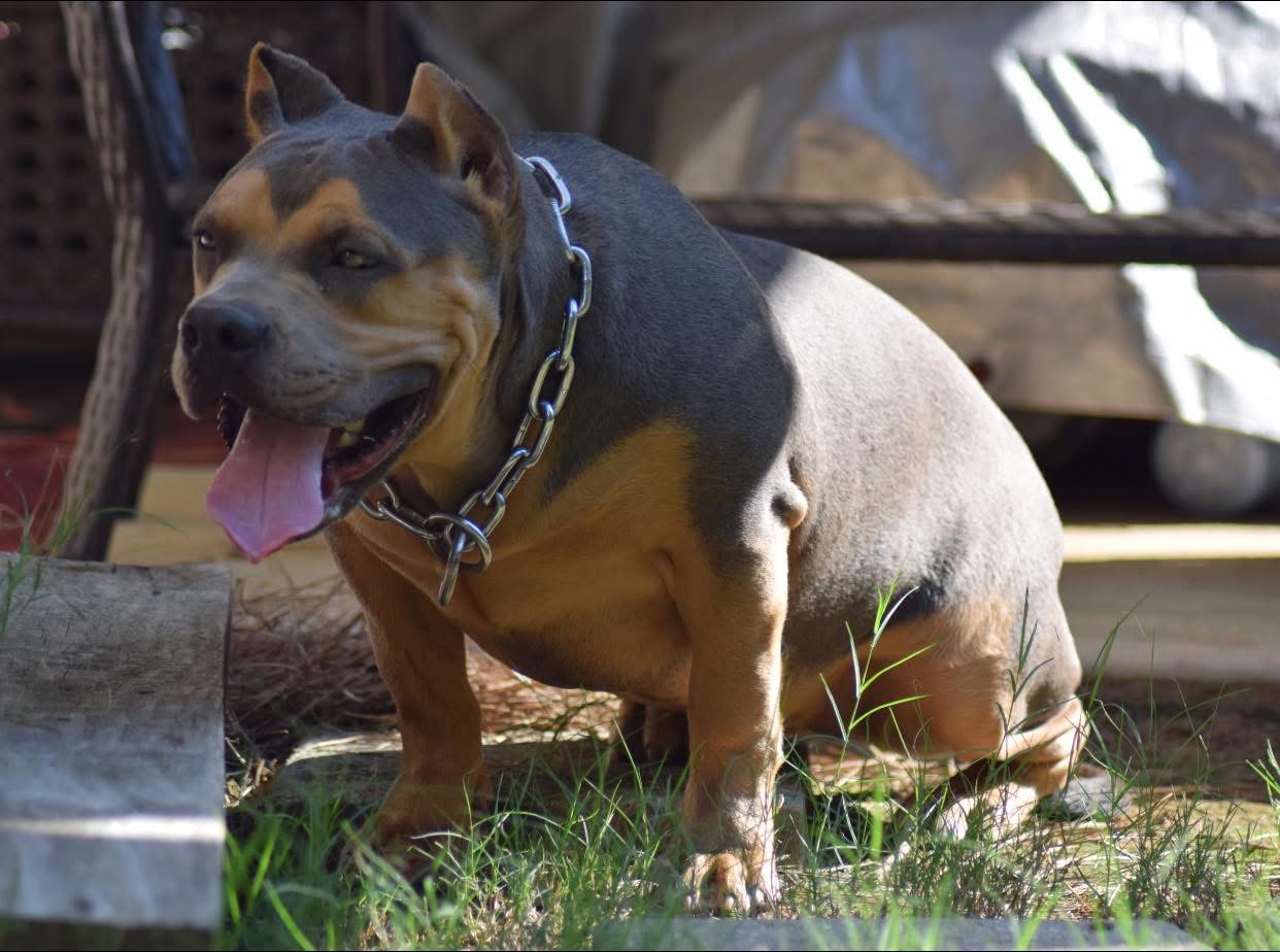 Dog Featured Image