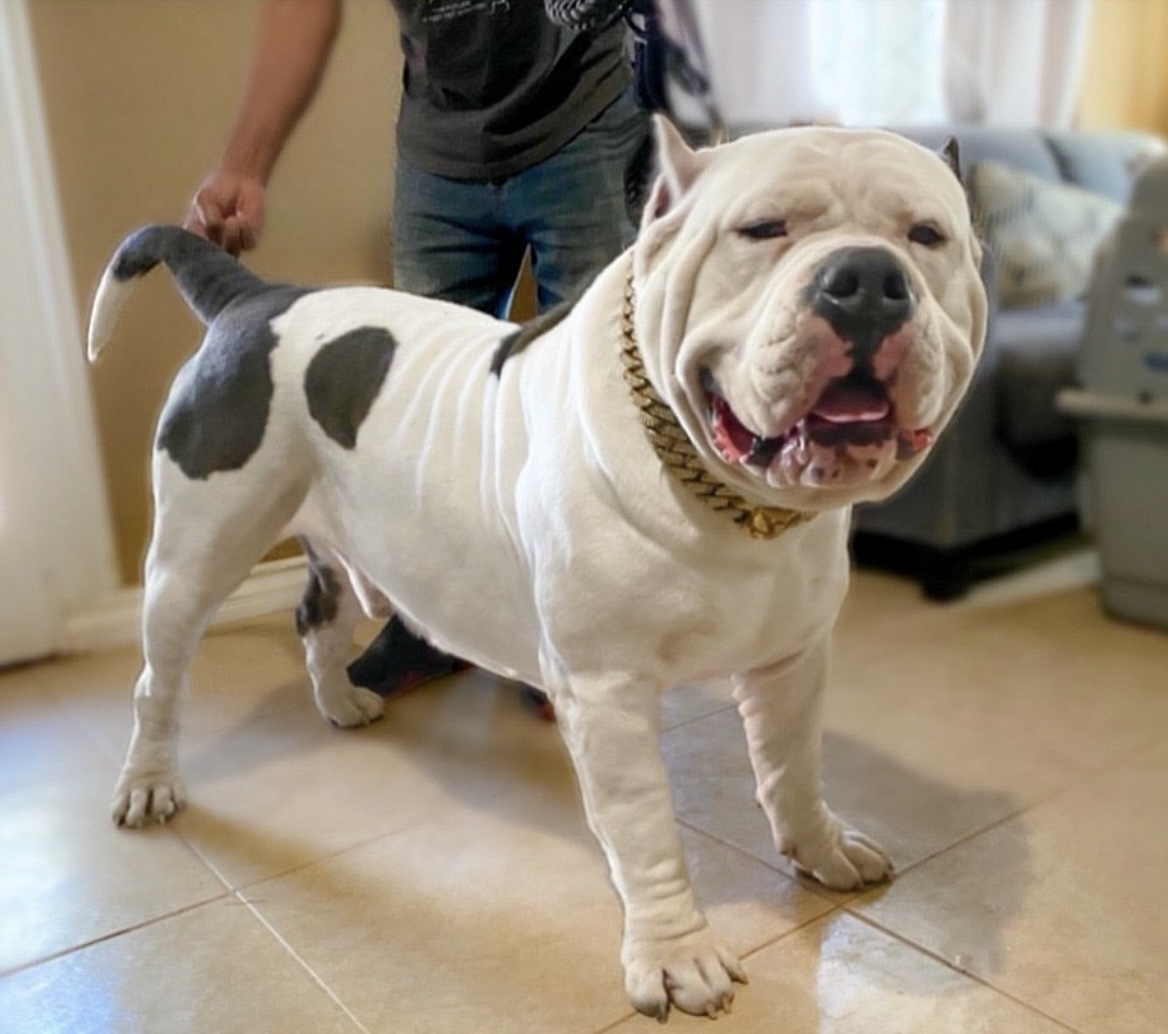 Dog Featured Image