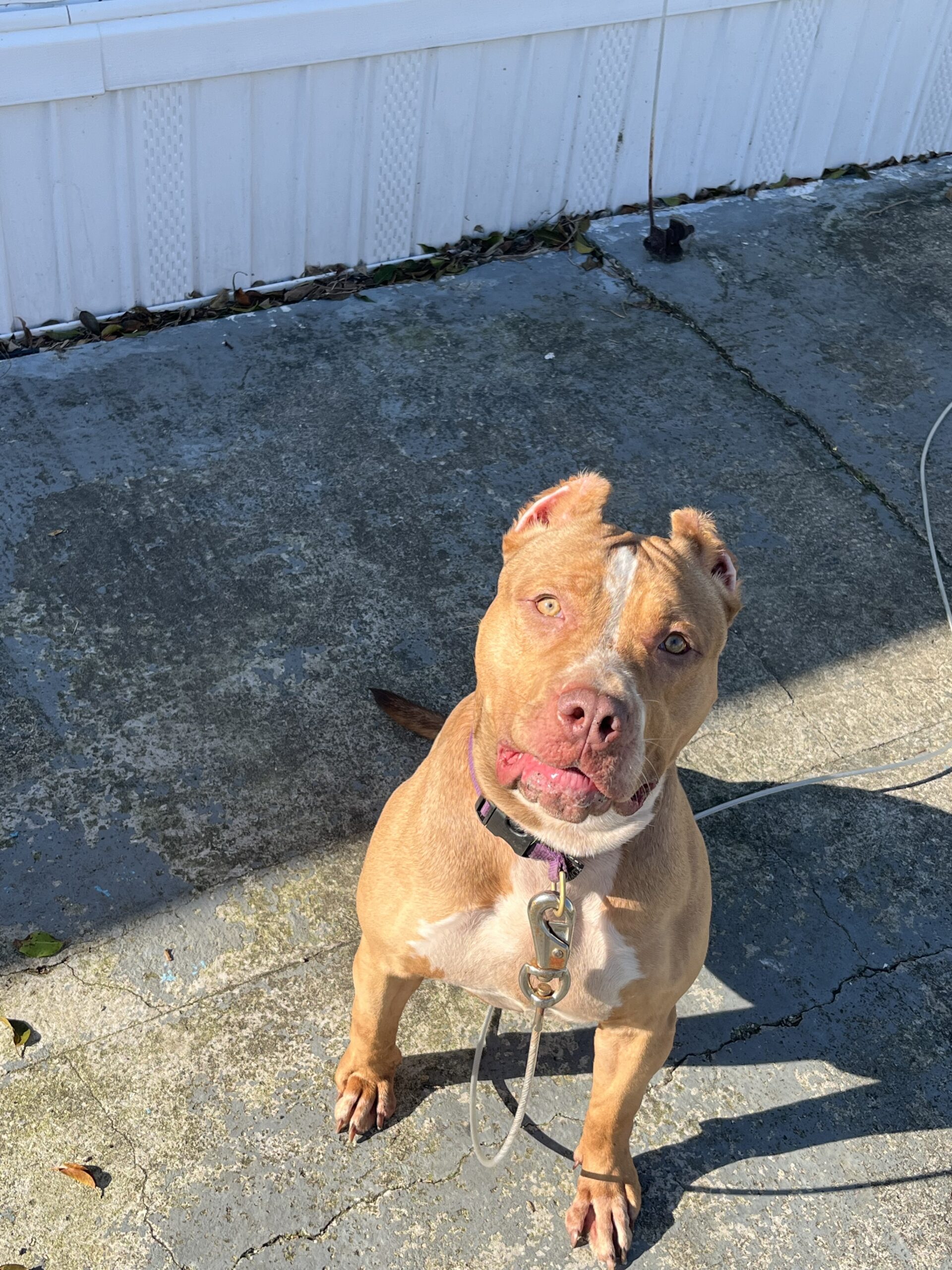 Dog Featured Image