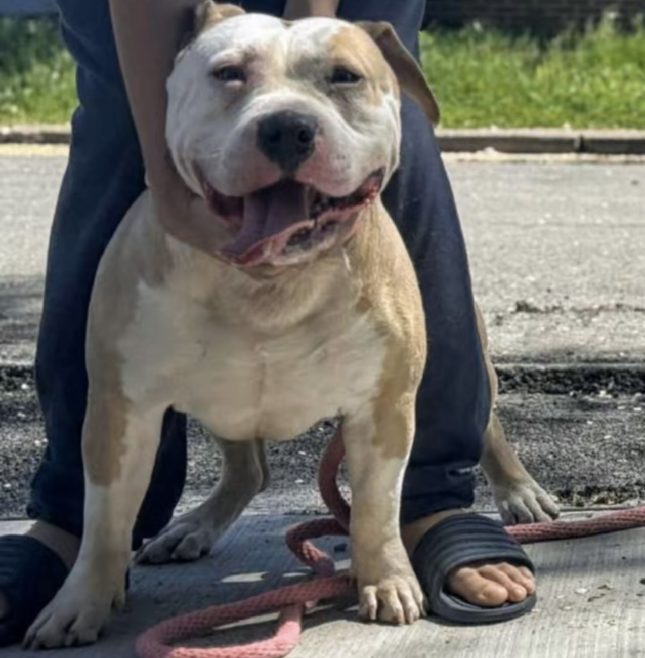 Dog Featured Image