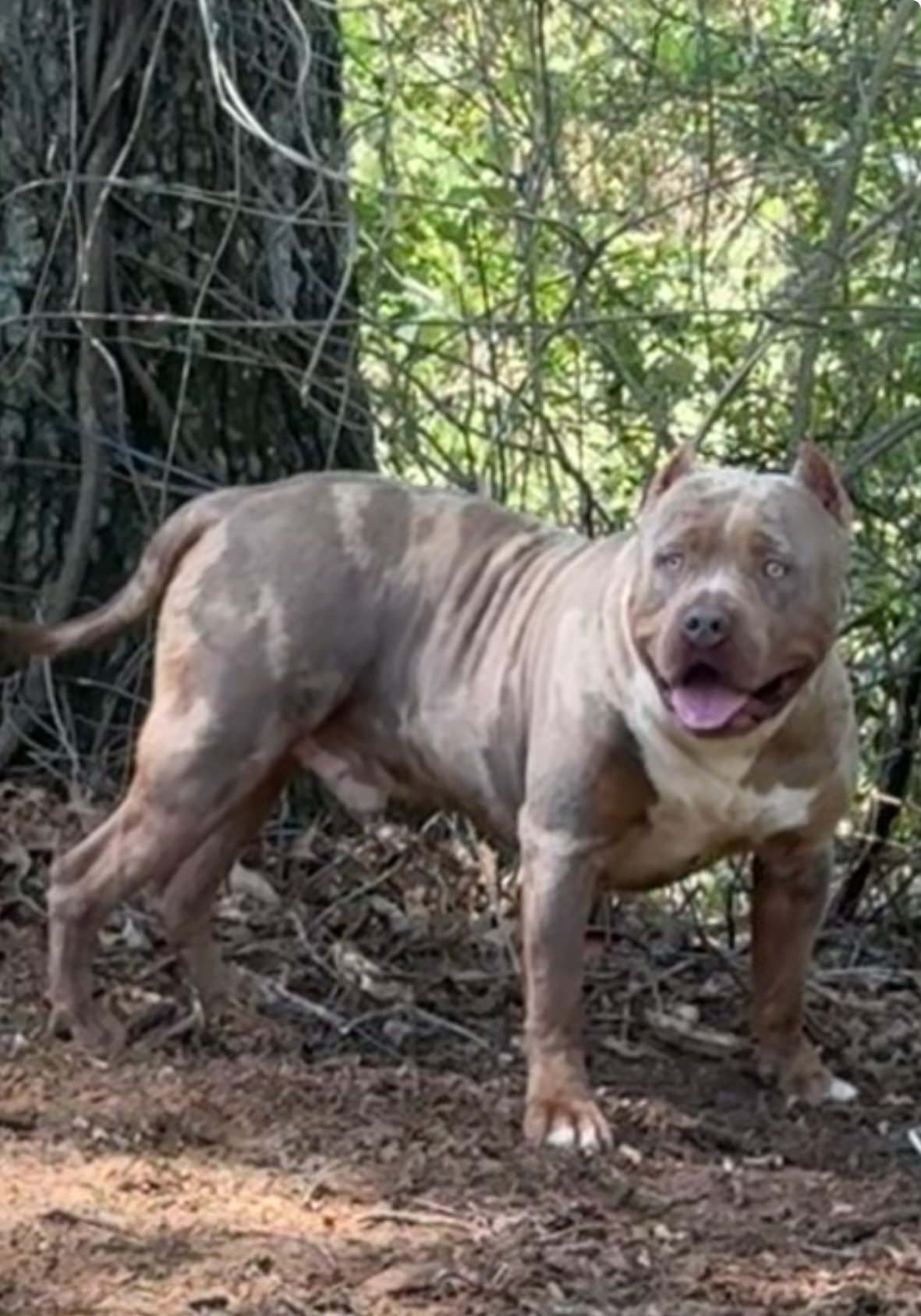 Dog Featured Image