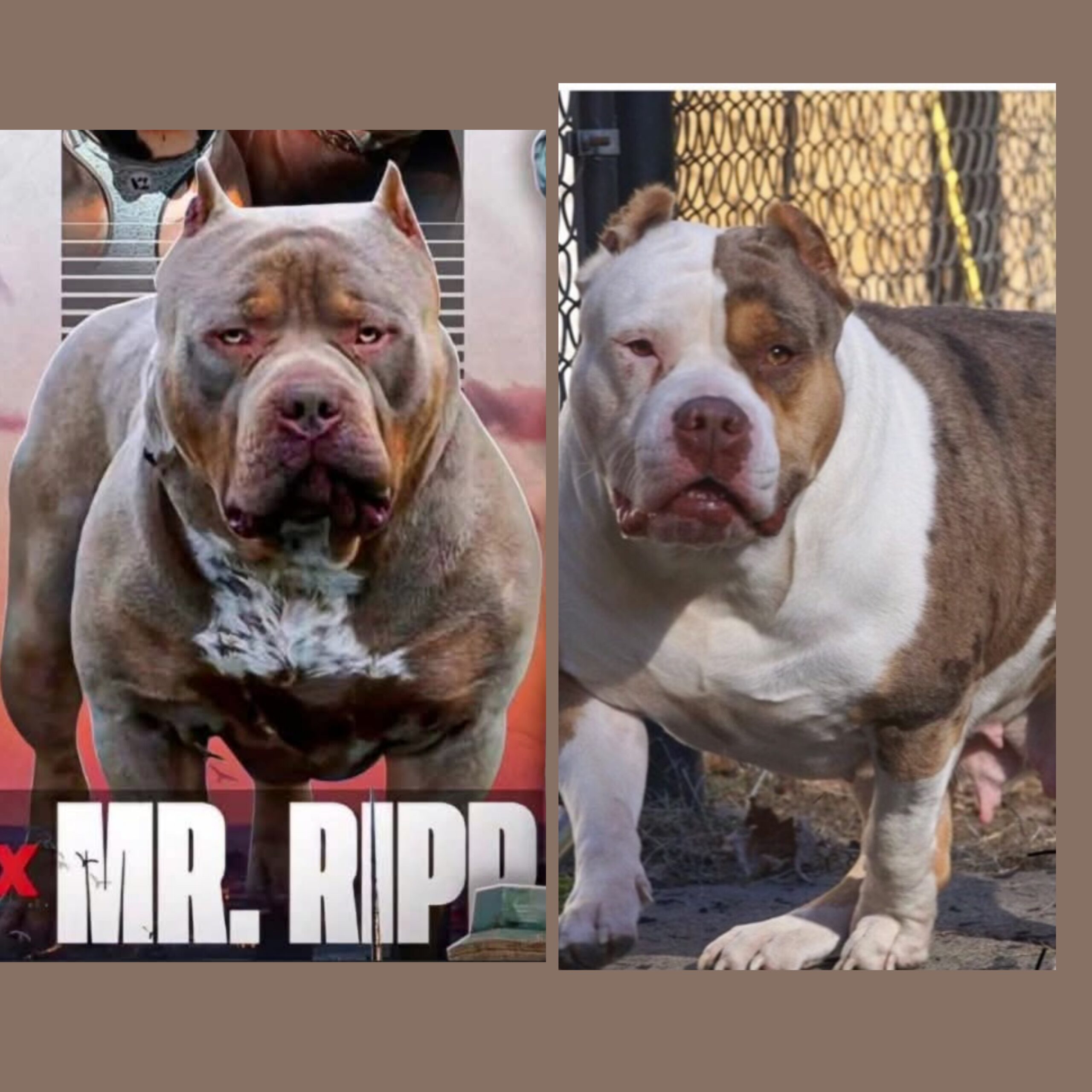 Dog Featured Image