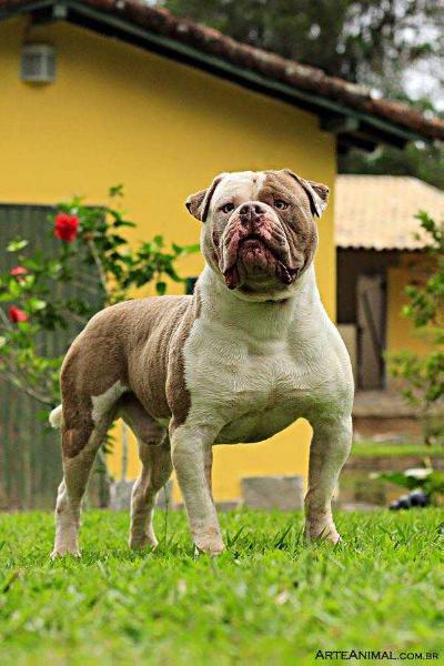 Dog Featured Image