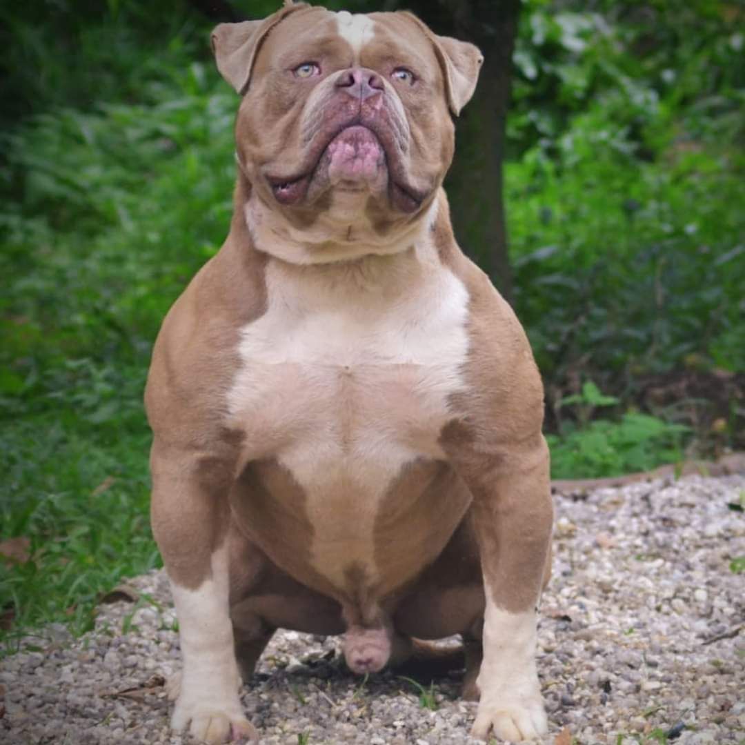 Dog Featured Image
