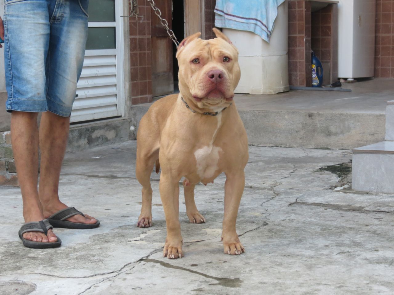 Dog Featured Image