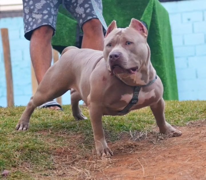 Dog Featured Image