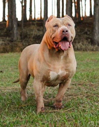 Dog Featured Image