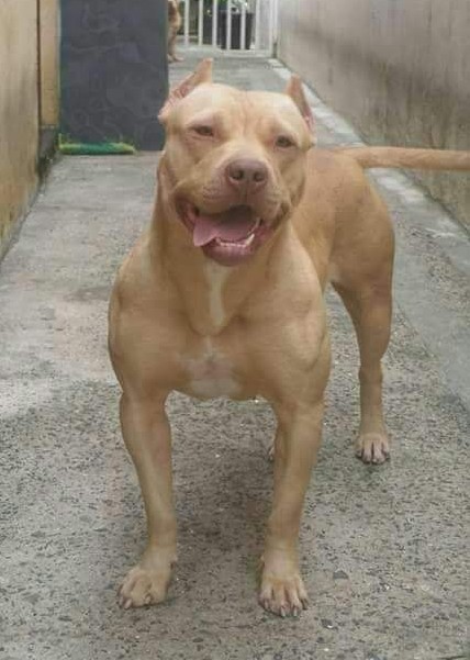 Dog Featured Image