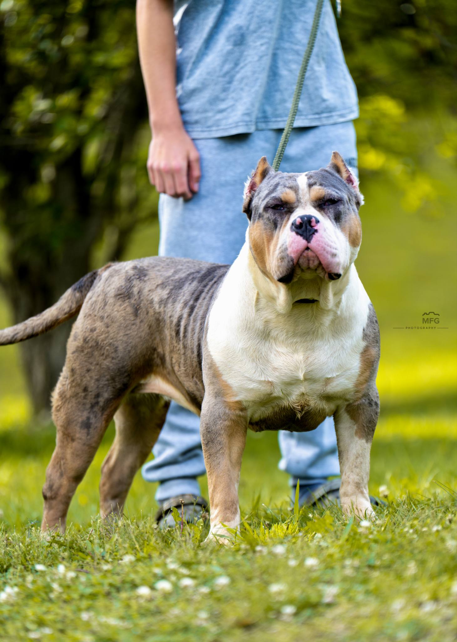 Dog Featured Image