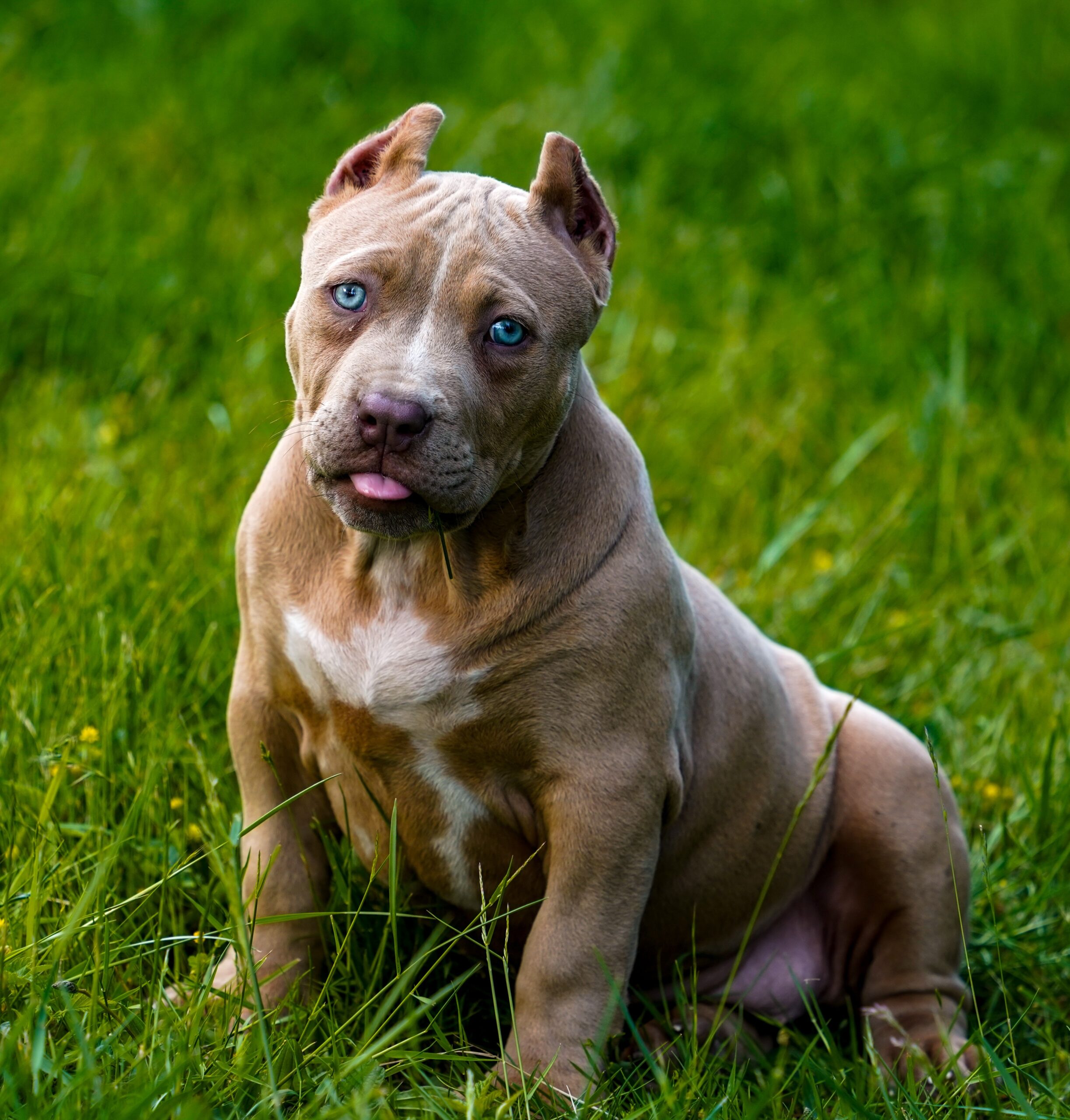 Dog Featured Image