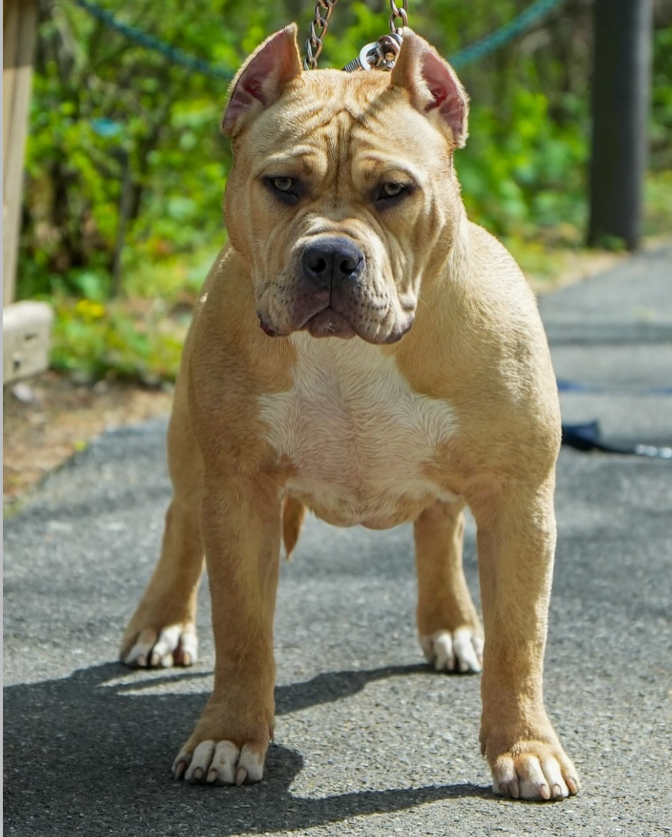 Dog Featured Image