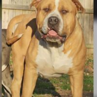 Dog Featured Image