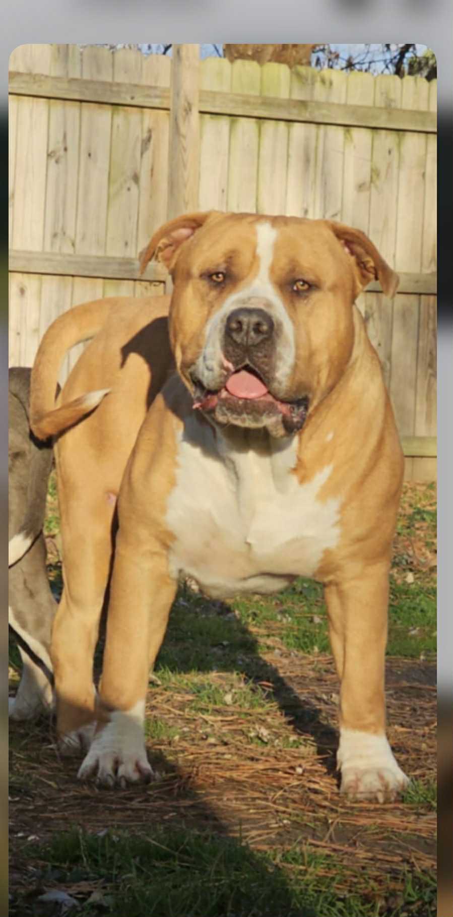 Dog Featured Image