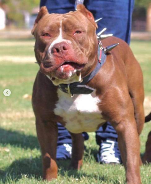 Dog Featured Image