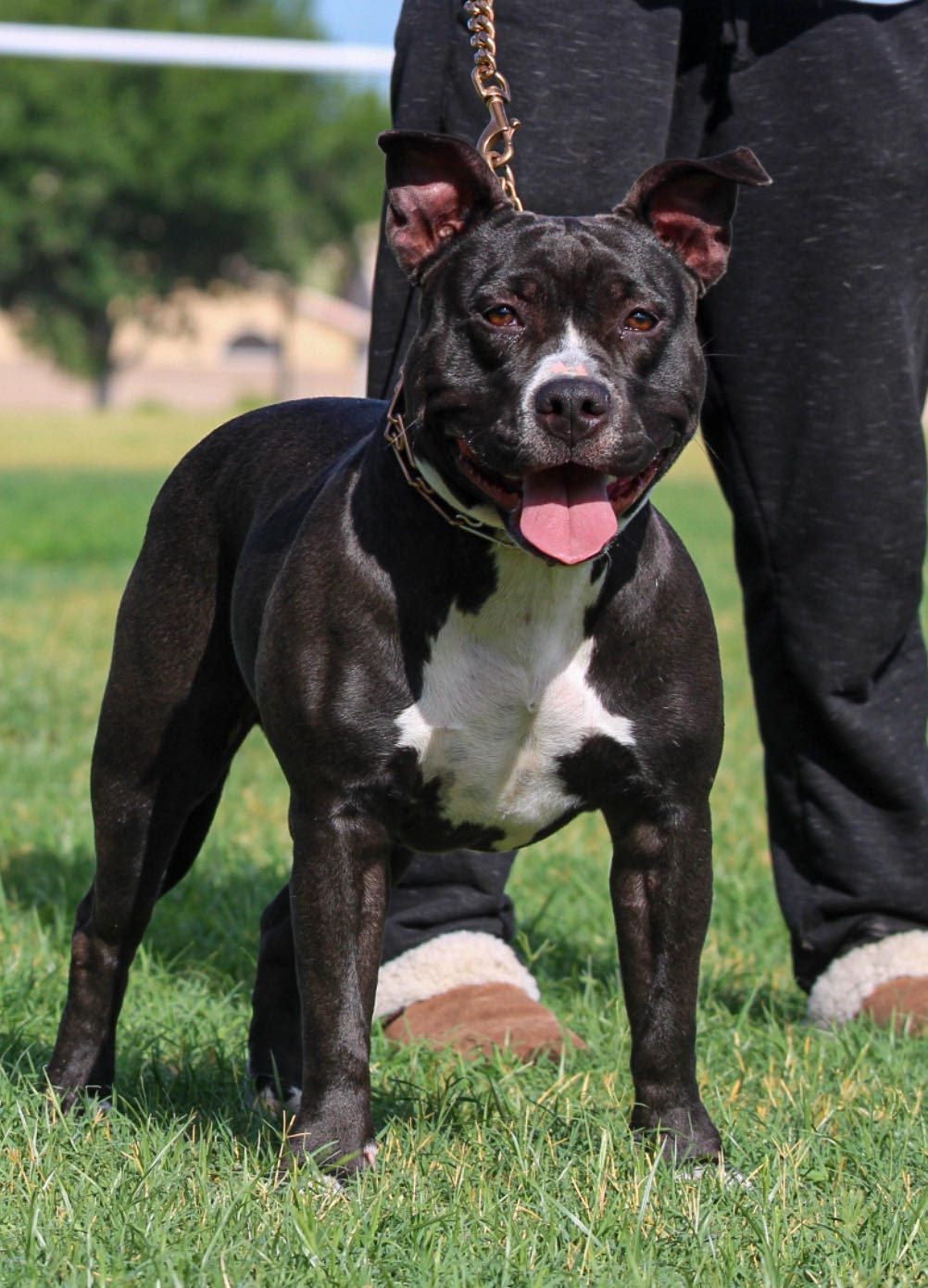 Dog Featured Image