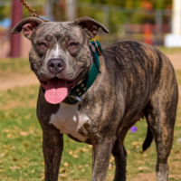 Dog Featured Image