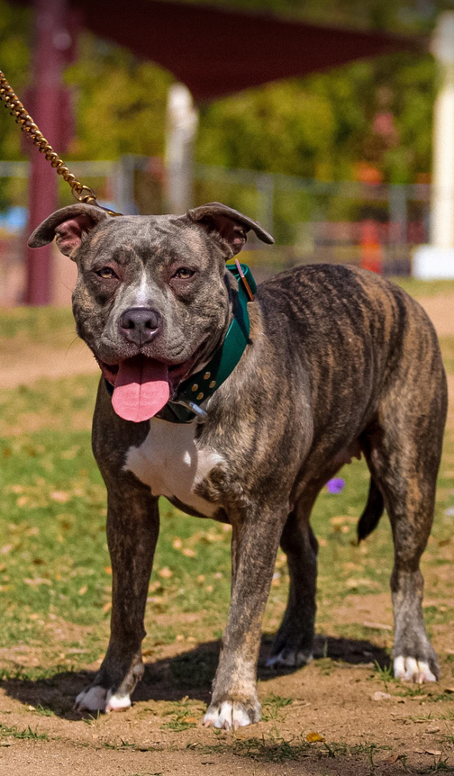 Dog Featured Image