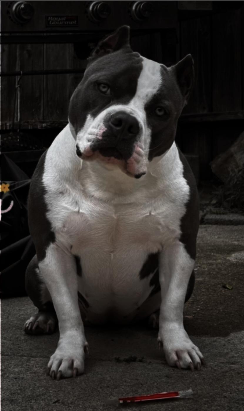 Dog Featured Image